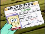Spongebob's Drivers License