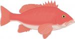 cartoon fish red snapper