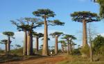 Baobabs Madagascar